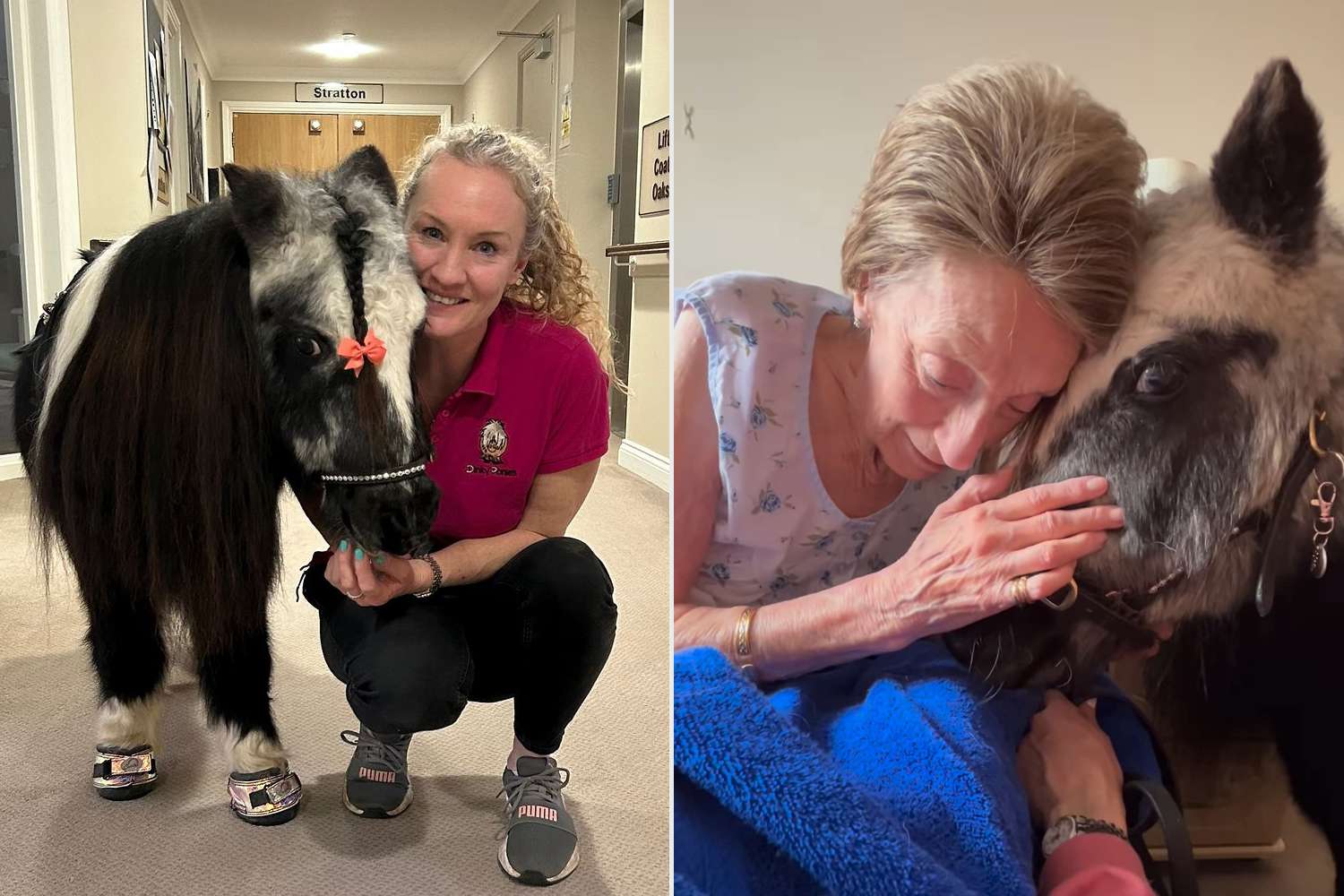 Mini Therapy Ponies Delight Elderly Residents with Surprise Visits to Retirement Homes and Hospitals (Exclusive)