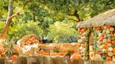 The 10 Best Pumpkin Patches in Dallas-Fort Worth