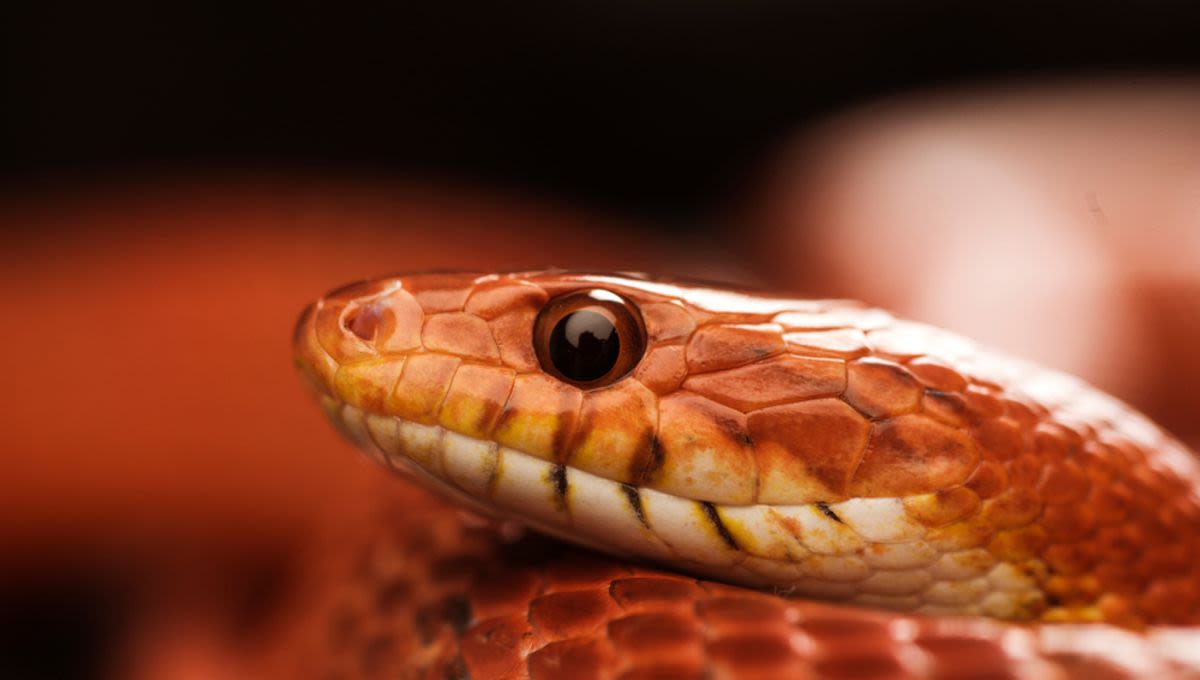 Man Caught In China Smuggling Over 100 Live Snakes Inside His Pants