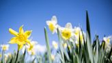 Essex weather forecast for this week as sunshine and rain are both expected