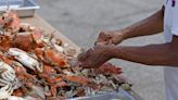 How to pick a crab like a Maryland pro
