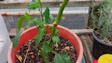 Overwinter pepper plants from the garden to plant the following spring