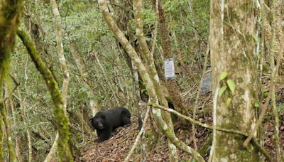 台灣黑熊「中彈死亡」3天後才被發現 不排除盜獵可能