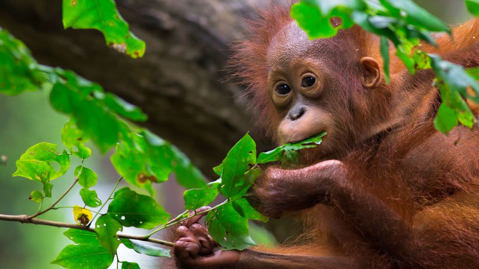An ape for palm oil? Why critics say Malaysia’s ‘orangutan diplomacy’ plan is problematic