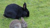 Richmond-based rescue explores innovative homes for unwanted rabbits