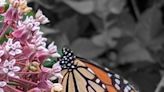 'Where are the butterflies?': A look at NJ's population ahead of awareness event