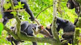 Chimpanzees produce ‘hunting bark’ to co-ordinate group members – study