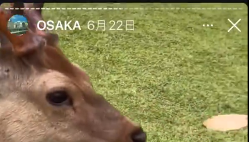 怒！ 中國遊客餵「鹿屎仙貝」 奈良公園：加派警察巡邏
