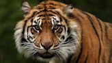 Sunda Tiger: A Critically Endangered Subspecies in Sumatra