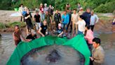 Capturan en Camboya pez de agua dulce más grande del mundo