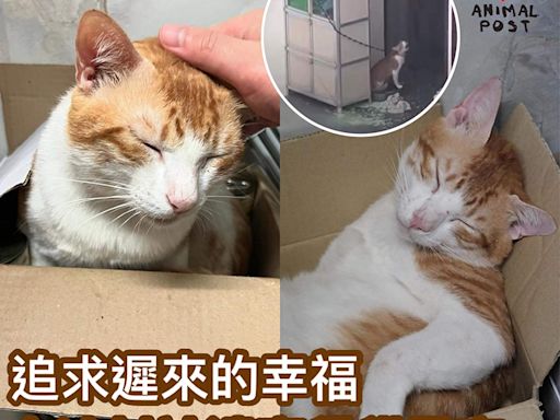 追求遲來的幸福 白沙村被遺棄貓貓開始尋家 - 香港動物報 Hong Kong Animal Post