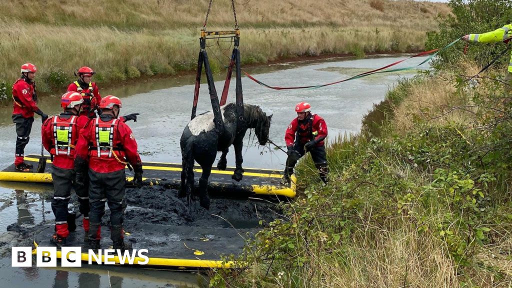 Firefighters rescue Clive the horse stuck in mud near Southend