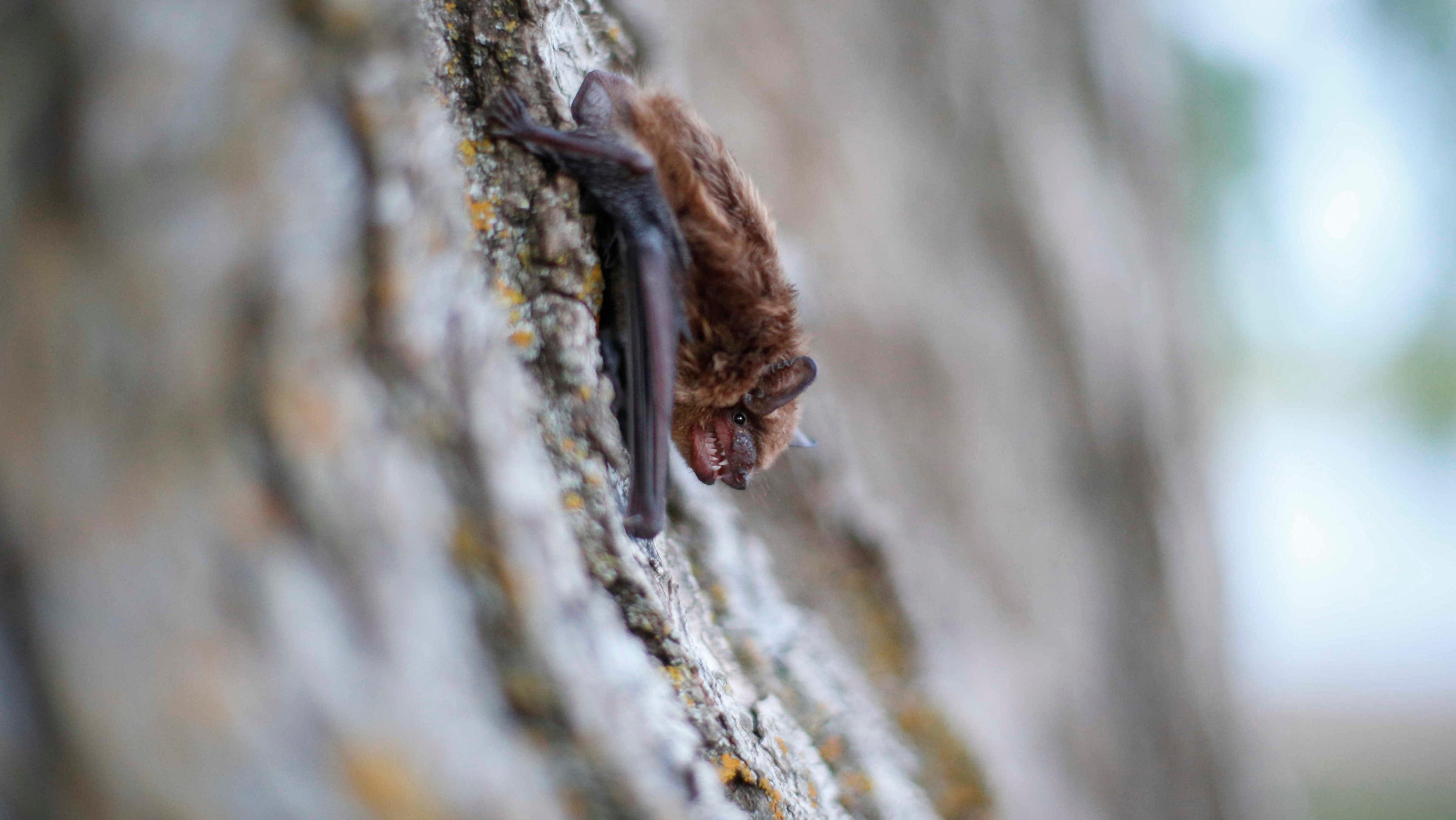 Rabid bat found at Twin Silo Park in Fort Collins, marking third confirmed case this year
