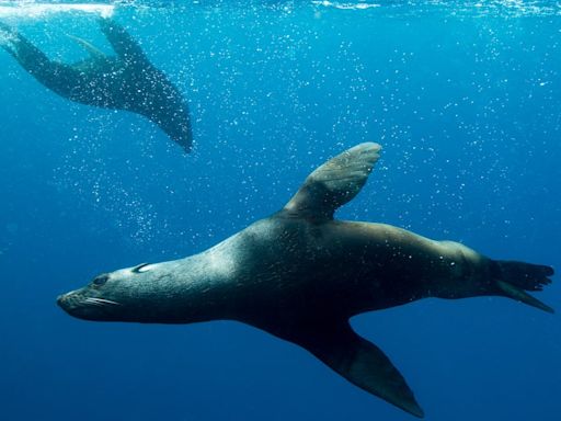 Día Mundial de los Océanos: implementación del Acuerdo de Alta Mar, los desafíos y oportunidades para Chile