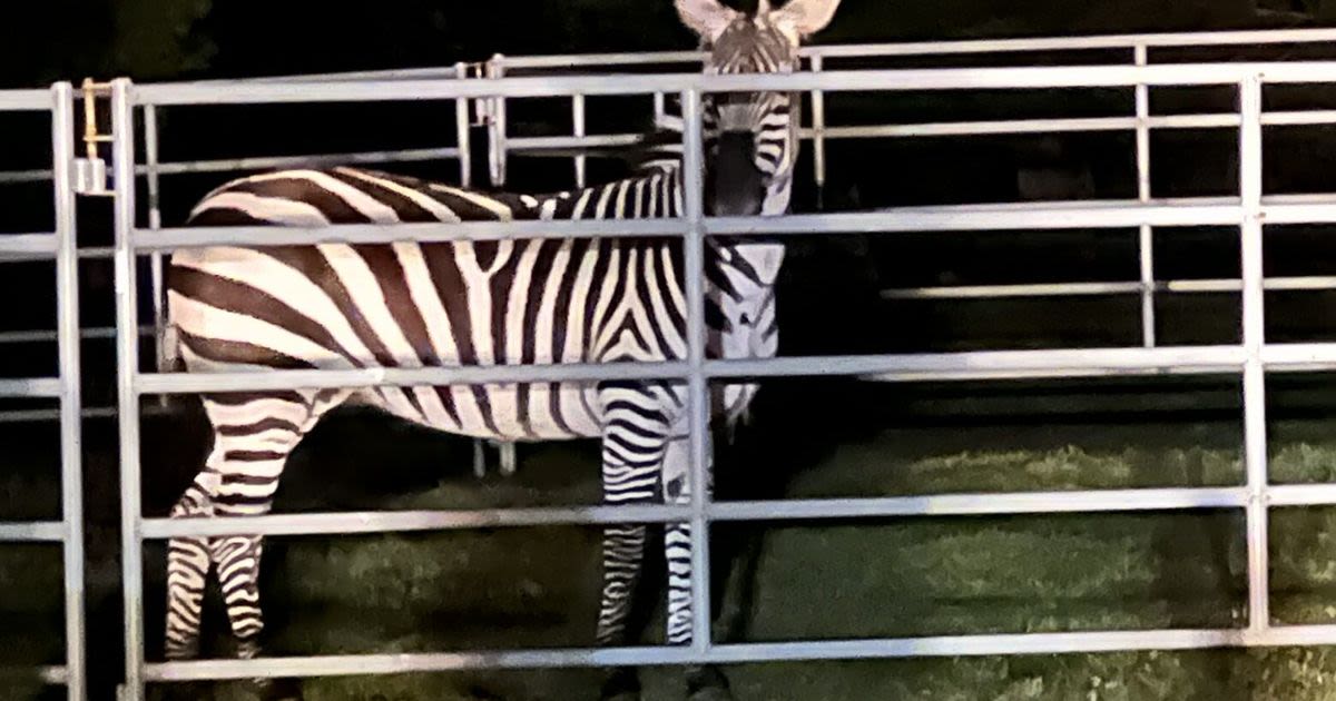 Missing zebra recovered near North Bend
