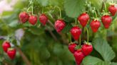 Grow tons of strawberries for free using item you already have