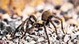 Tarantula 'Walked Away Unscathed' After Causing Collision in California's Death Valley National Park