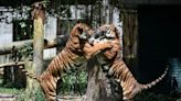 ‘Man-eating’ tigers blamed for four deaths as Malaysia sounds alarm