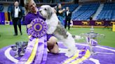 Dog Show 101: What's what at the Westminster Kennel Club