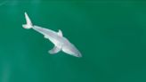 Study Shows Juvenile White Sharks Prefer Warm, Shallow Waters Near to Shore