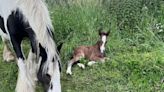 Meet the new foals born at city park