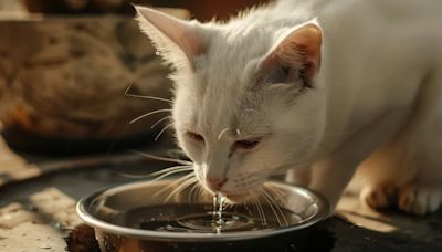 Consejos para mantener a tu gato hidratado, ¿Cómo hacer que beban agua durante una ola de calor?