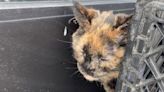 Owner leaves cat in veterinarian parking lot in downtown Omaha