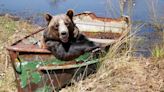 Bears on a Ship Poster Gives Snakes on a Plane Vibes