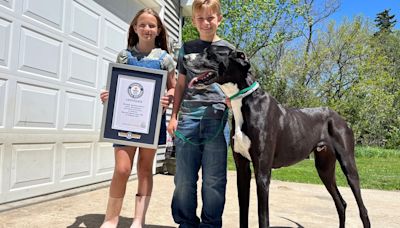 World’s tallest male dog dies shortly after securing record