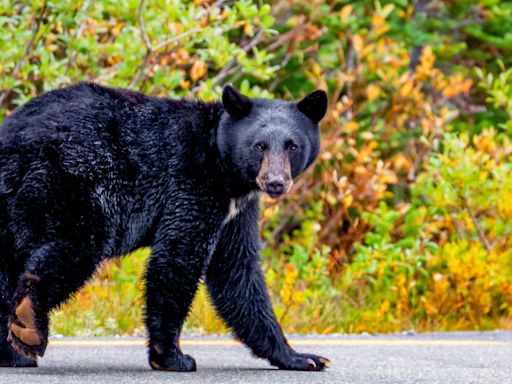 Dead black bear found in Arlington, Virginia was struck by car, illegally dumped, AWLA says