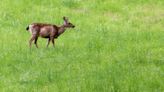 What to do so you (and your garden) can cohabitate with deer this spring