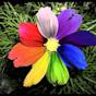 Rainbow flowers