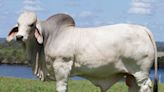 Semen from Australia’s most expensive bull sells for staggering price at auction