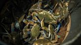 Chesapeake blue crab population sees slight decline