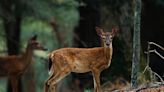 Mississippi State experts address CWD potential risk in humans