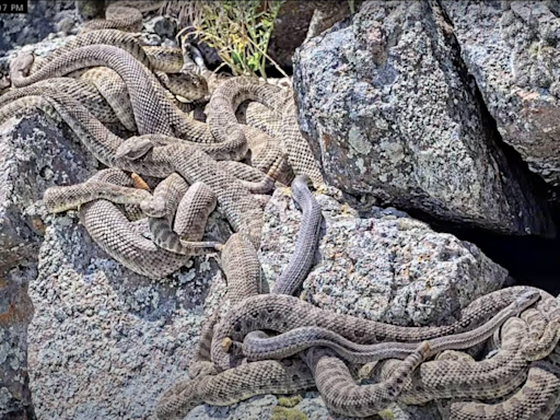 Watch stunning rattlesnake "mega-den" with Project RattleCam researchers