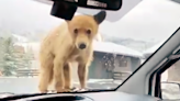 Video: Curious bear cubs stop to inspect Steamboat Springs driver in a very Colorado traffic stop