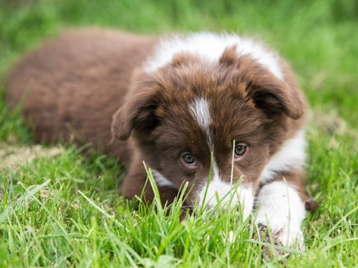 8 Shepherd Mix Puppies Rescued from a Texas Field in Sweltering Heat