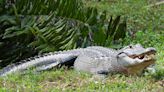Woman, 69, attacked and killed by alligator while walking her dog