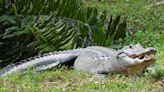 One person killed after being dragged into pond by alligator in South Carolina