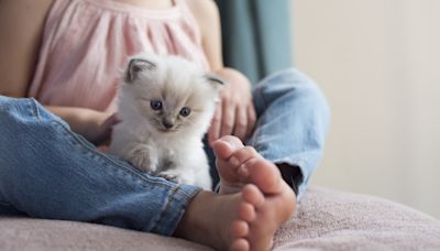 Ragdoll Kitten Wags Tail Just Like a Puppy and It's Too Cute
