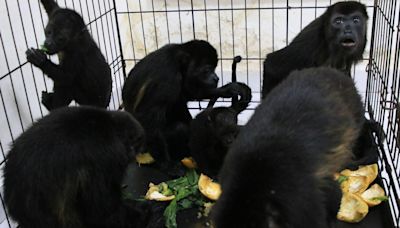 It’s so hot in Mexico that howler monkeys are falling dead from the trees