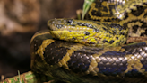 Moment Little Girl Tries to Free Zoo Snake by Speaking 'Parseltongue' Is Everything