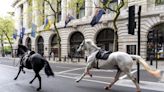 1 horse remains under observation and another is expected to recover fully after London rampage - WTOP News