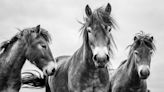 Equine photographer Alfie Bowen reflects on his early years with horses