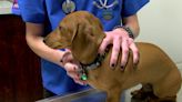 Free vet services being offered at Henderson County Fairgrounds