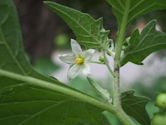 Solanum nigrum