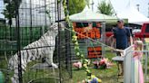 Bengal tiger show at Carver County Fair brings accusations of animal cruelty and danger