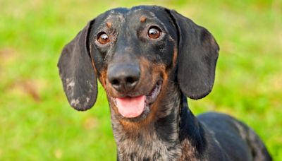 Dachshund's Dramatic Rescue From Storm Drain Ends in Most Appropriate Way