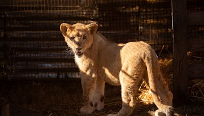 Cachorra de león de 6 meses llega a santuario en Sudáfrica tras ser rescatada en Líbano